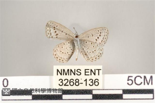 藍灰蝶沖繩亞種藏品圖，第2張