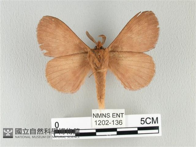 波紋枯葉蛾藏品圖，第2張