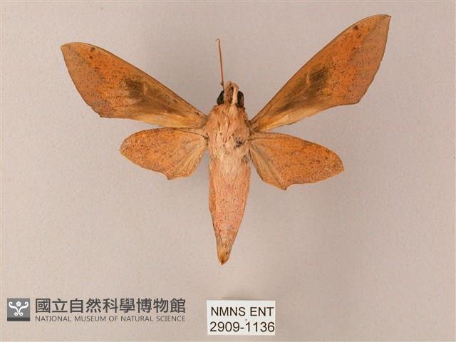 藏斜紋天蛾藏品圖，第2張