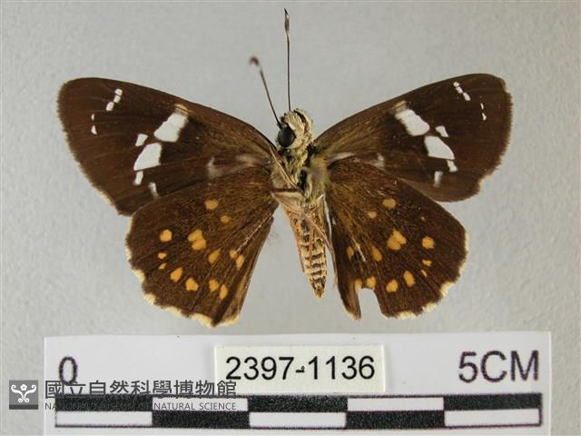 小星弄蝶藏品圖，第2張