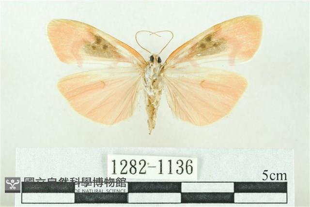 臺雪苔蛾藏品圖，第2張