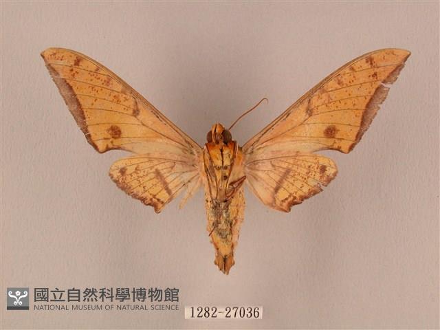 裂斑鷹翅天蛾藏品圖，第2張