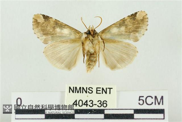 連珠波紋蛾藏品圖，第2張