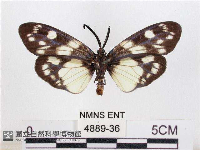 蓬萊茶斑蛾藏品圖，第2張