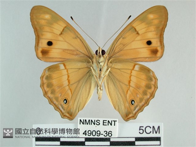 金鎧蛺蝶藏品圖，第2張