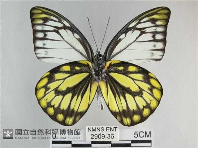 鋸粉蝶藏品圖，第2張