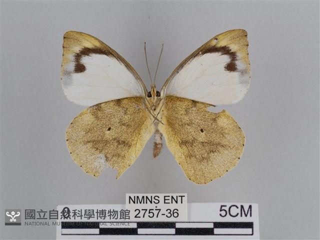 雲紋尖粉蝶藏品圖，第2張