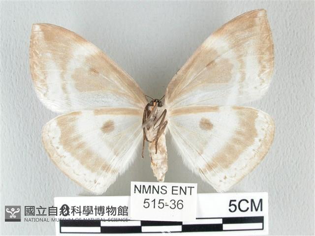 圓翅大鉤蛾藏品圖，第2張