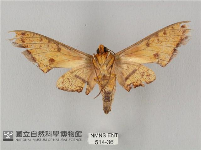 裂斑鷹翅天蛾藏品圖，第2張