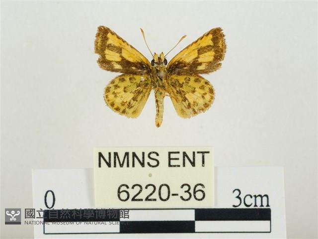 小黃星弄蝶藏品圖，第2張