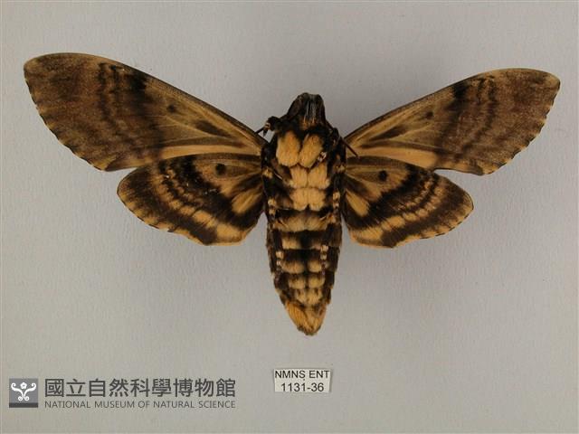 鬼臉天蛾藏品圖，第2張