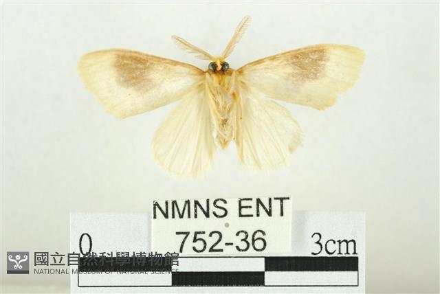 寬紋黃毒蛾藏品圖，第2張