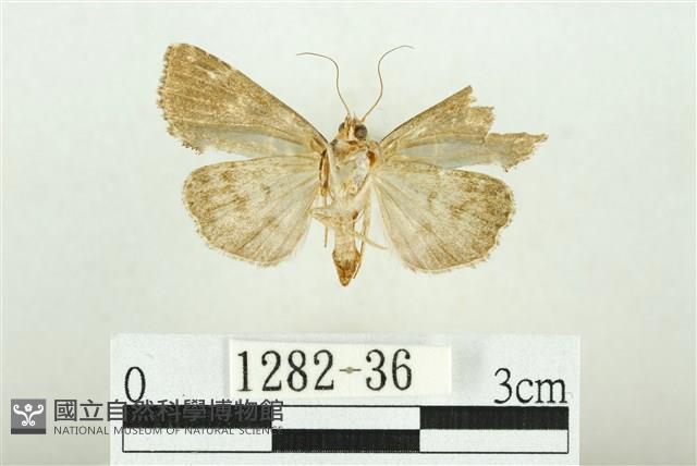 白斑散紋夜蛾藏品圖，第2張