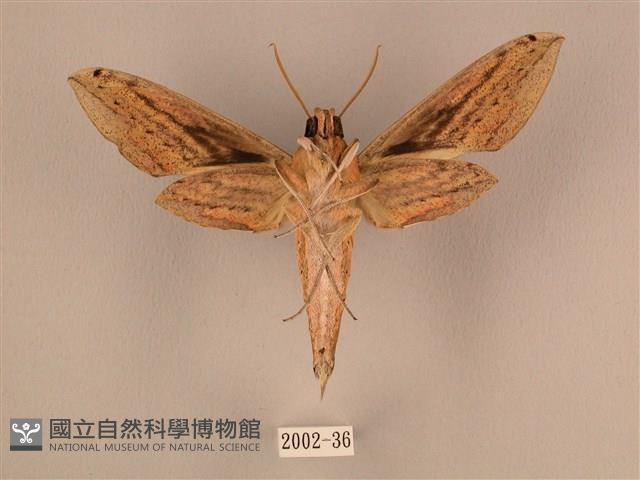 棕綠背線天蛾藏品圖，第2張