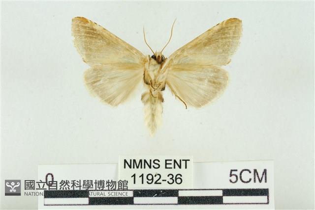 印華波紋蛾藏品圖，第2張