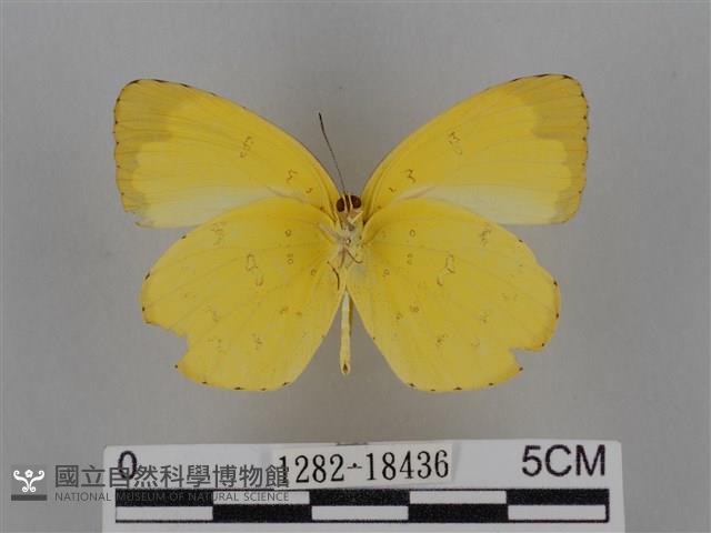 亮色黃蝶藏品圖，第2張