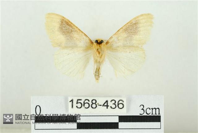 寬紋黃毒蛾藏品圖，第2張