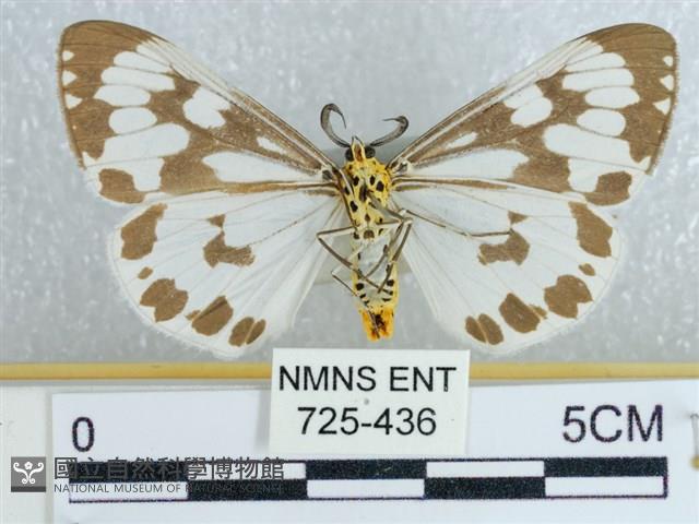 粉蝶燈蛾藏品圖，第2張