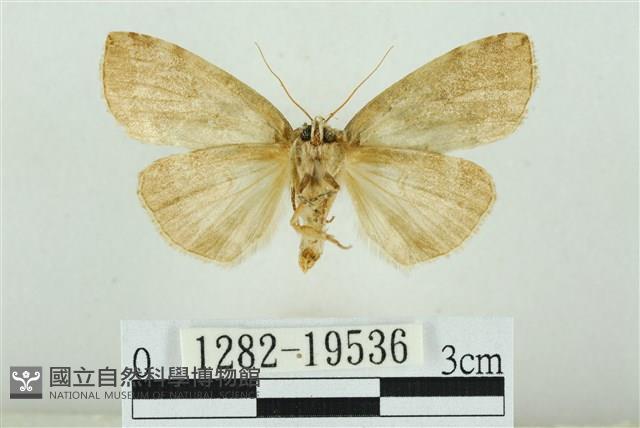 藹環波紋蛾藏品圖，第2張