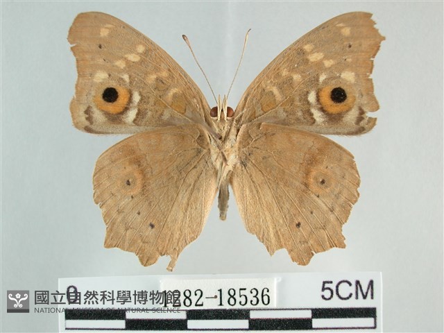 鱗紋眼蛺蝶藏品圖，第2張