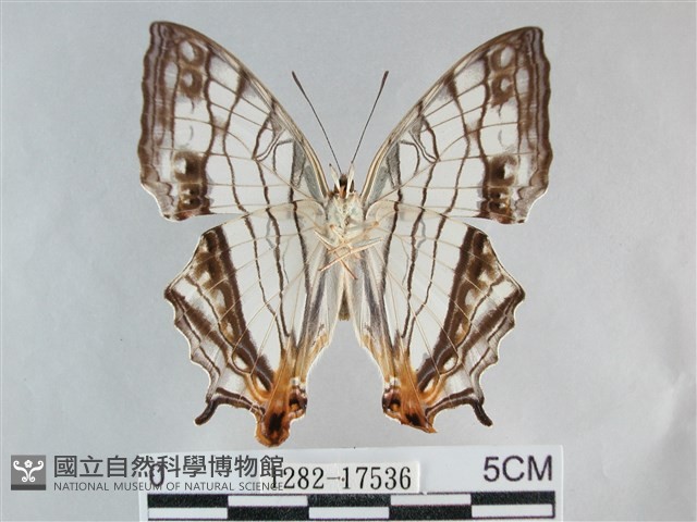 網絲蛺蝶、石牆蝶藏品圖，第2張