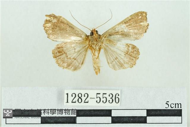 粉紅帶散紋夜蛾藏品圖，第2張