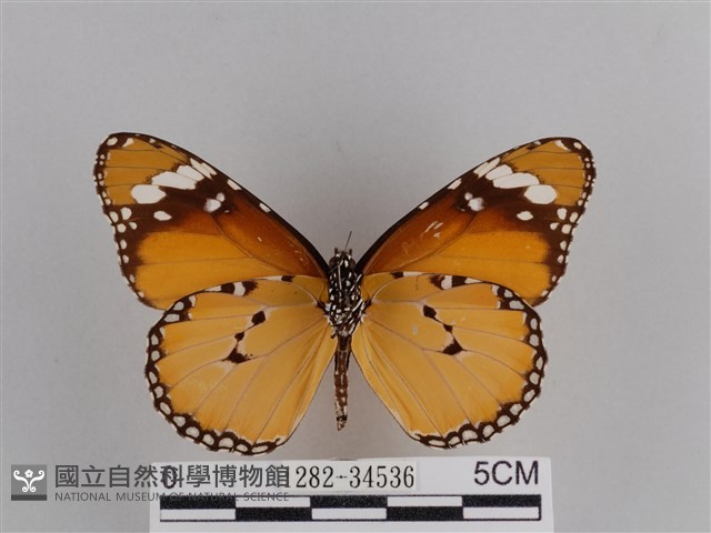 樺斑蝶藏品圖，第2張