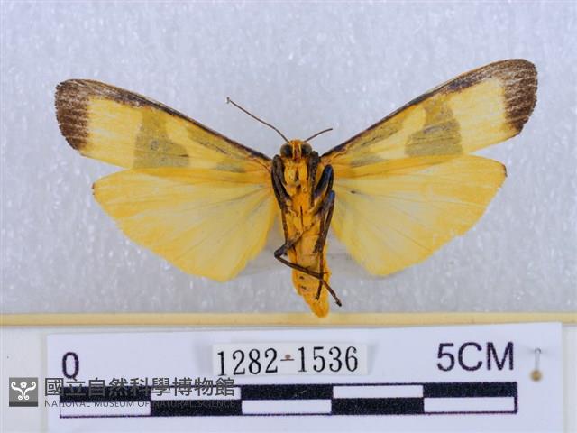 閃光苔蛾藏品圖，第2張