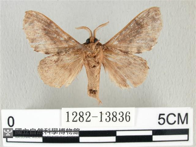 銀肩枯葉蛾藏品圖，第2張