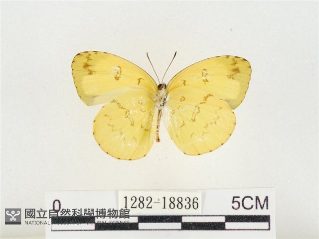 淡色黃蝶藏品圖，第2張