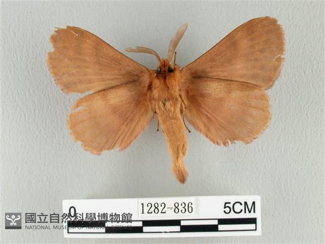 波紋枯葉蛾藏品圖，第2張