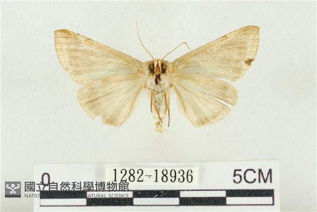 印華波紋蛾藏品圖，第2張