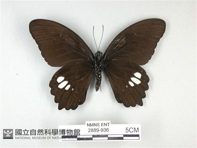 無尾白紋鳳蝶藏品圖，第2張