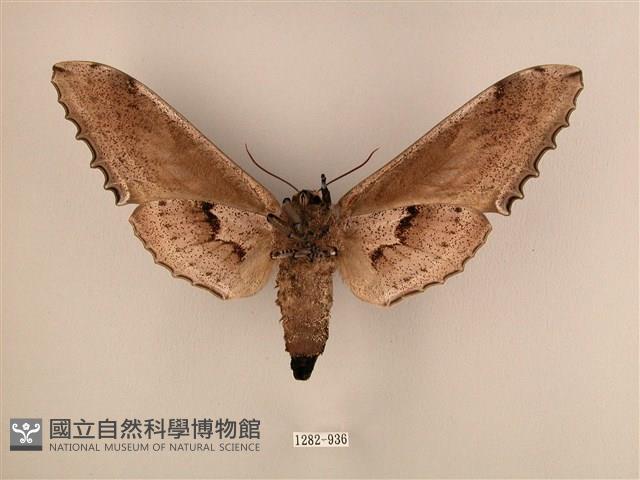 臺灣鋸翅天蛾藏品圖，第2張