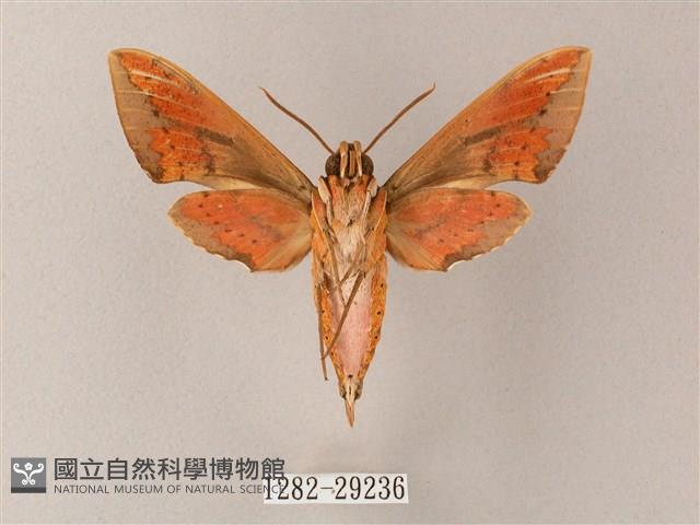 臺灣白肩天蛾藏品圖，第2張