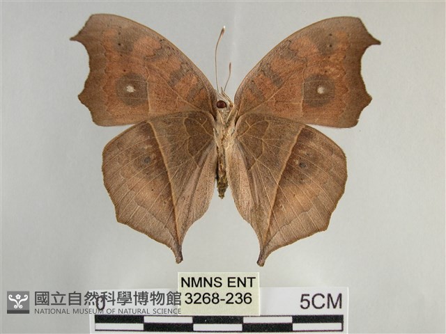 眼蛺蝶、孔雀蛺蝶藏品圖，第2張