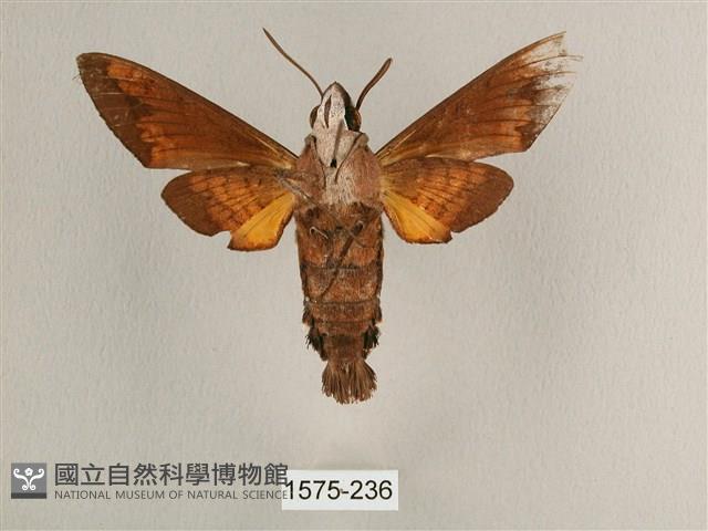 背帶長喙天蛾藏品圖，第2張