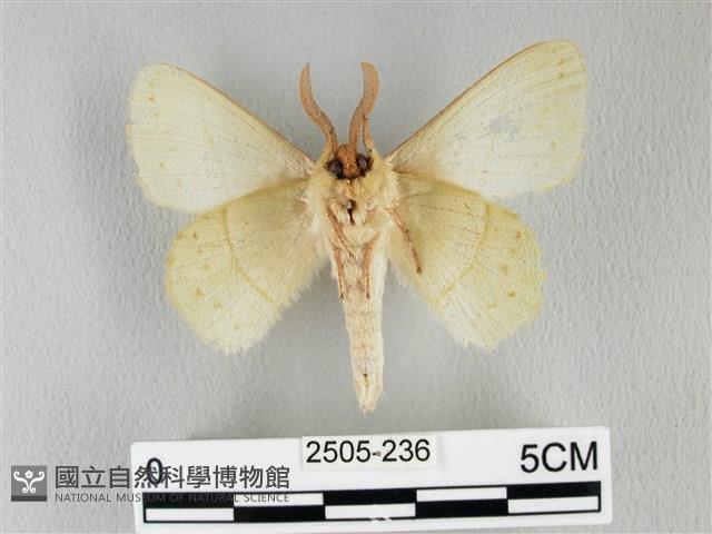 青枯葉蛾藏品圖，第2張