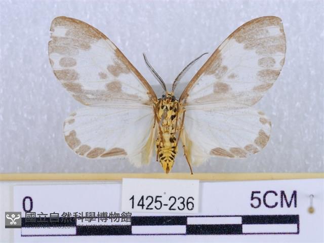 後凸蝶燈蛾藏品圖，第2張