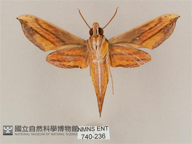 斜綠天蛾藏品圖，第2張