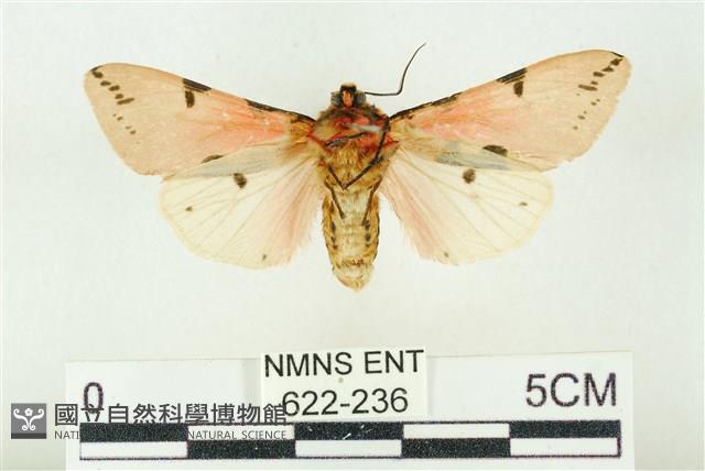 棍棒污燈蛾藏品圖，第2張