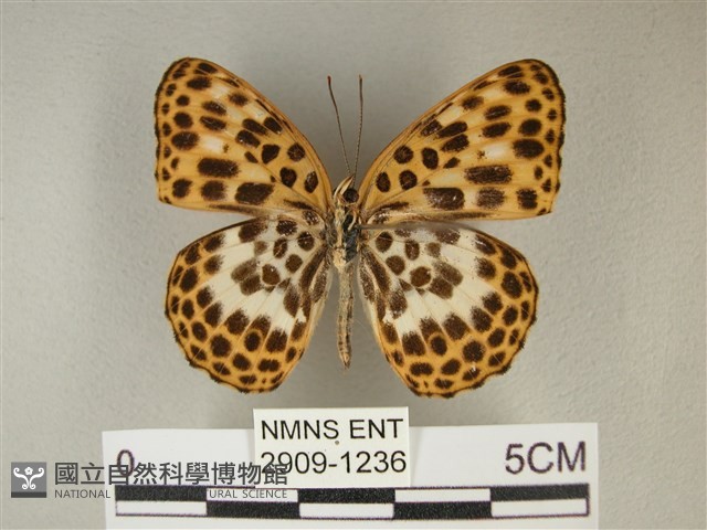 白裳貓蛺蝶藏品圖，第2張