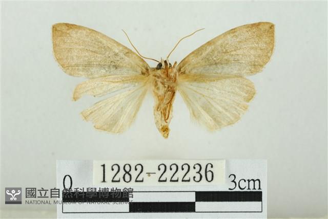 霧社環波紋蛾藏品圖，第2張