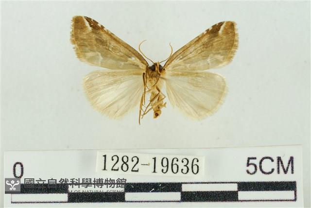 臺美波紋蛾藏品圖，第2張