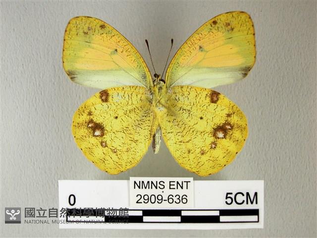 異粉蝶、雌白黃蝶藏品圖，第2張