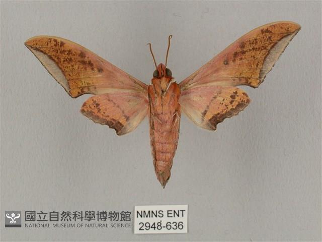 廣東鷹翅天蛾藏品圖，第2張