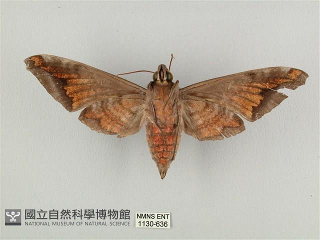 全緣缺角天蛾藏品圖，第2張