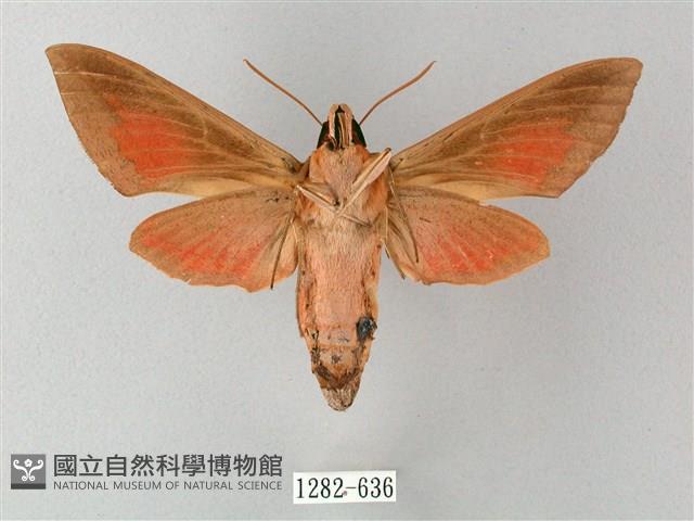 後紅斜紋天蛾藏品圖，第2張