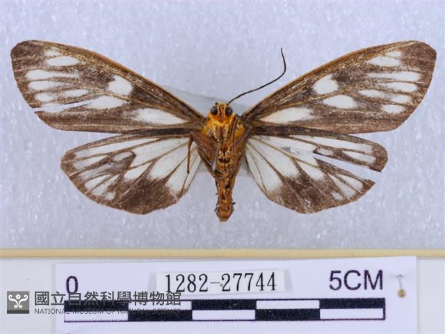 巨網燈蛾藏品圖，第2張