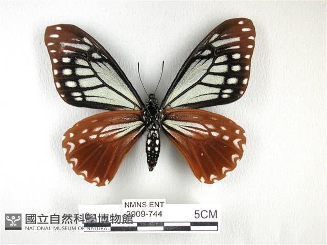 斑鳳蝶藏品圖，第2張